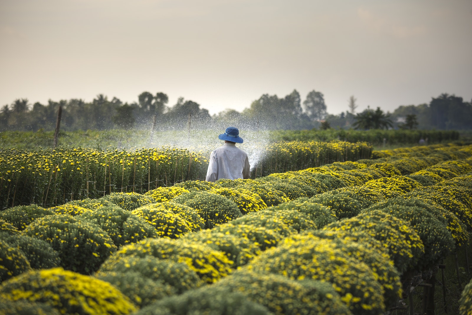 Man Wearing Blue Hat Spraying Yellow Flowers on Field